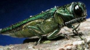 Emerald Ash Borer Beetle