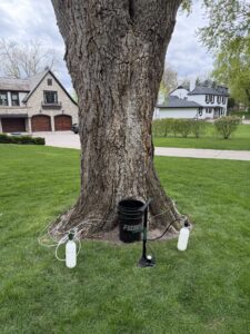 Tree Health Remedies